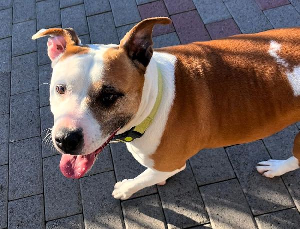 MAYA AMSTAFF Foto 4